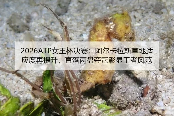 2026ATP女王杯决赛：阿尔卡拉斯草地适应度再提升，直落两盘夺冠彰显王者风范